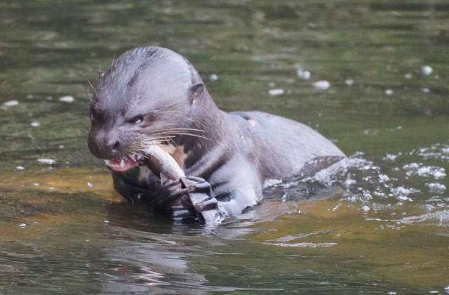 MANU RESERVED ZONE TOUR 5 DAYS | AMAZON RAINFOREST FROM CUSCO