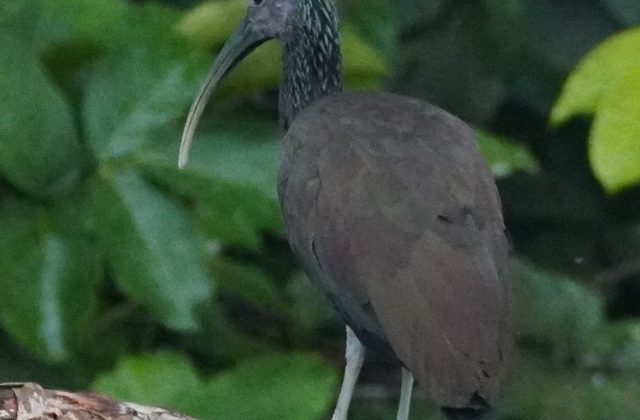 MANU RESERVED ZONE TOUR 5 DAYS | AMAZON RAINFOREST FROM CUSCO