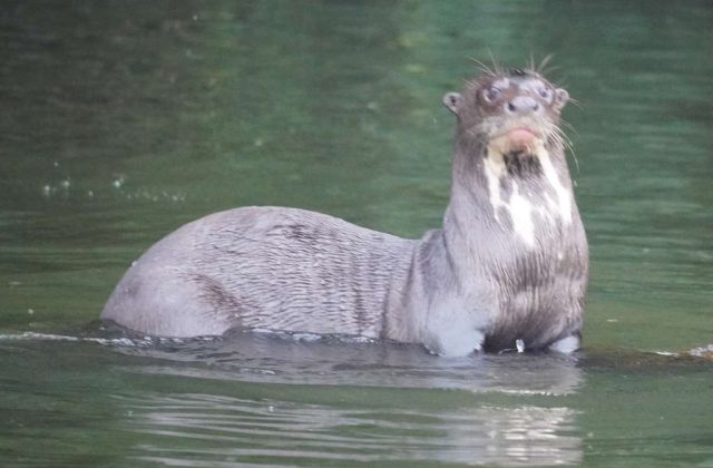 MANU RESERVED ZONE TOUR 5 DAYS | AMAZON RAINFOREST FROM CUSCO