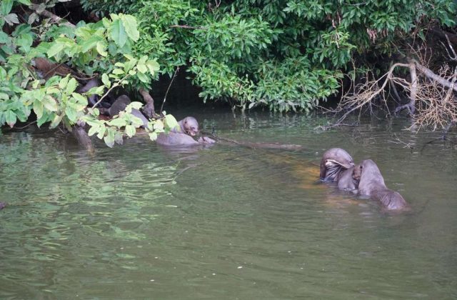MANU RESERVED ZONE TOUR 5 DAYS | AMAZON RAINFOREST FROM CUSCO