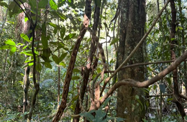 MANU RESERVED ZONE TOUR 5 DAYS | AMAZON RAINFOREST FROM CUSCO