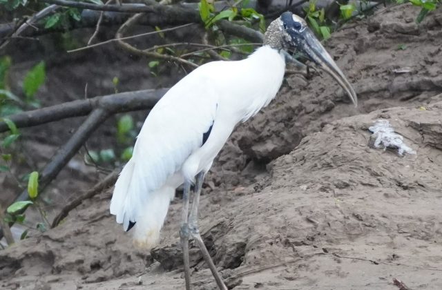 MANU RESERVED ZONE TOUR 5 DAYS | AMAZON RAINFOREST FROM CUSCO