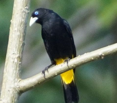 MANU RESERVED ZONE TOUR 5 DAYS | AMAZON RAINFOREST FROM CUSCO
