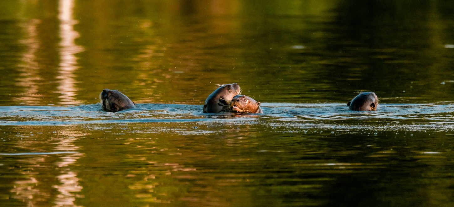 TAMBOPATA NATIONAL RESERVE 2 DAYS TOUR | SANDOVAL LAKE & CHUNCHO MACAW CLAY LICK