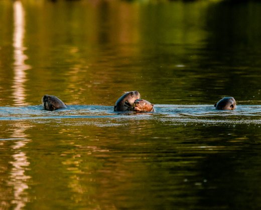 Sandoval Lake Full Day Tour from Puerto Maldonado: The Amazon in One Day