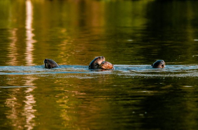 TAMBOPATA NATIONAL RESERVE 2 DAYS TOUR | SANDOVAL LAKE & CHUNCHO MACAW CLAY LICK