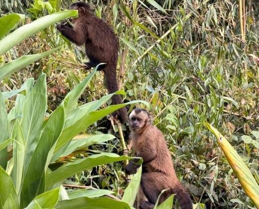 Sandoval Lake Full Day Tour from Puerto Maldonado: The Amazon in One Day