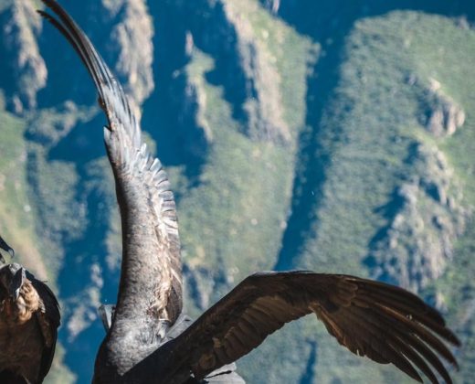 COLCA CANYON TREK 2 DAYS FROM AREQUIPA: Hike Into One of the World’s Deepest Canyons