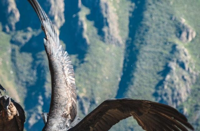 COLCA CANYON FULL-DAY TOUR FROM AREQUIPA