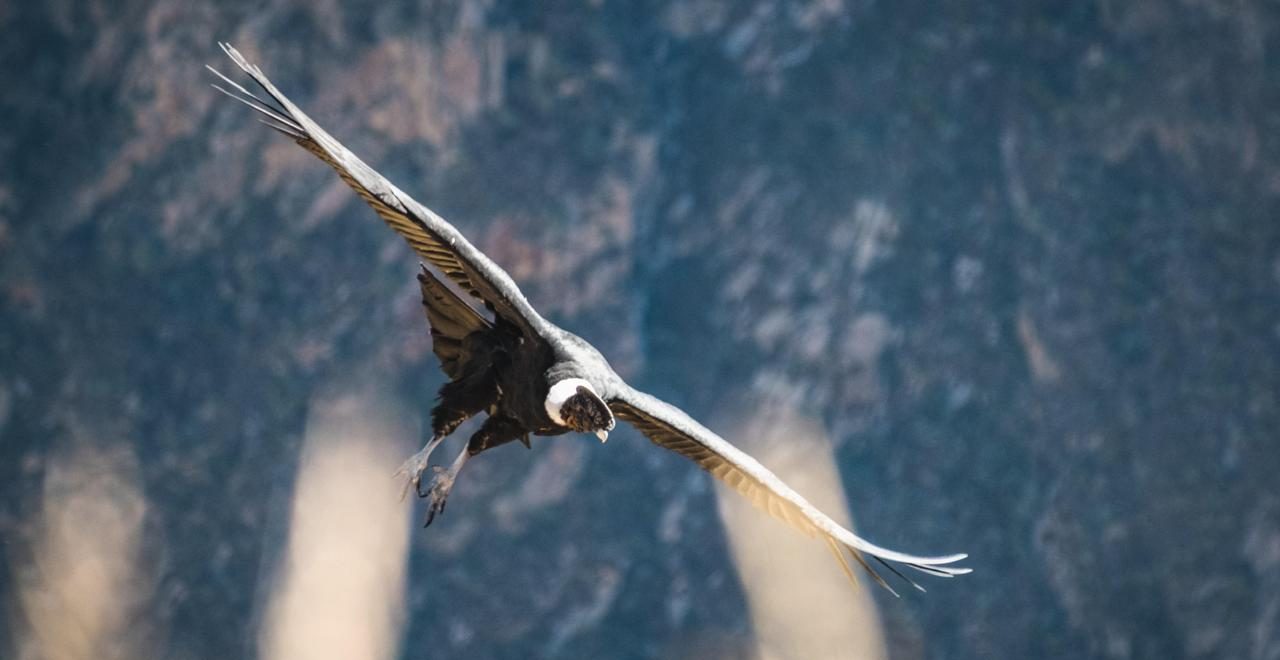 COLCA CANYON FULL-DAY TOUR FROM AREQUIPA COLCA CANYON FULL-DAY TOUR FROM AREQUIPA