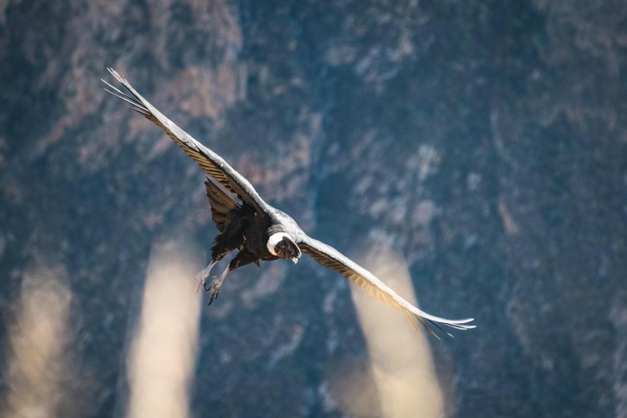 Colca Canyon Full-Day Tour from Arequipa