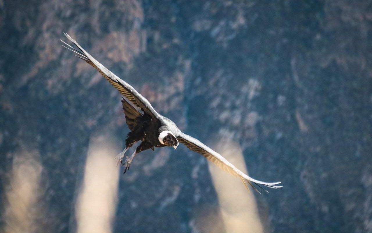 COLCA CANYON TREK 2 DAYS FROM AREQUIPA: Hike Into One of the World’s Deepest Canyons