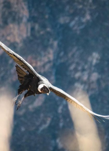 COLCA CANYON TREK 2 DAYS FROM AREQUIPA