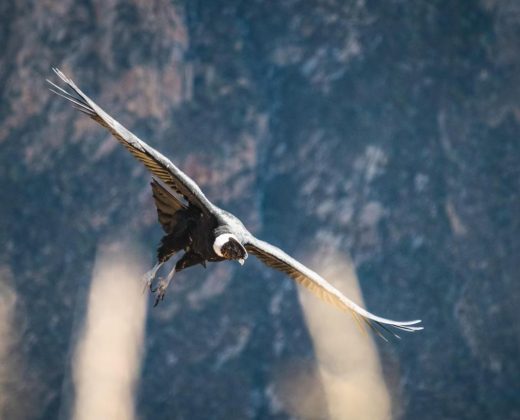 COLCA CANYON TREK 2 DAYS FROM AREQUIPA
