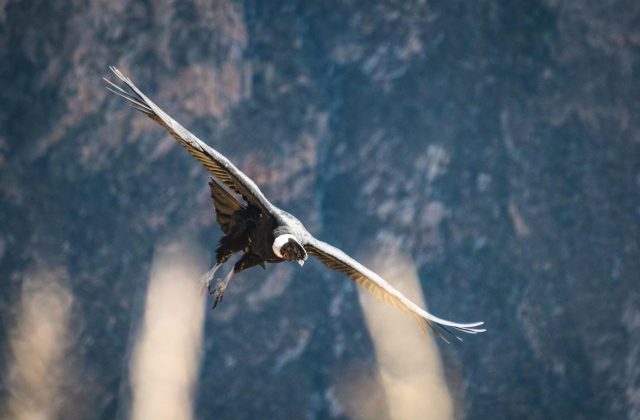 COLCA CANYON FULL-DAY TOUR FROM AREQUIPA