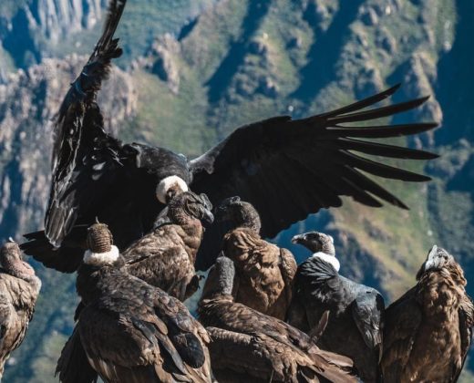 COLCA CANYON TREK 2 DAYS FROM AREQUIPA: Hike Into One of the World’s Deepest Canyons