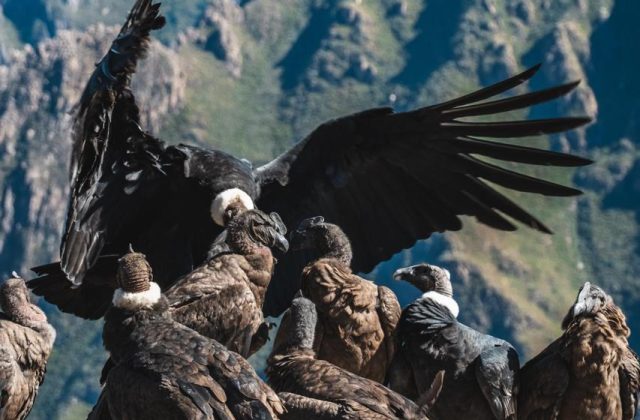 COLCA CANYON FULL-DAY TOUR FROM AREQUIPA