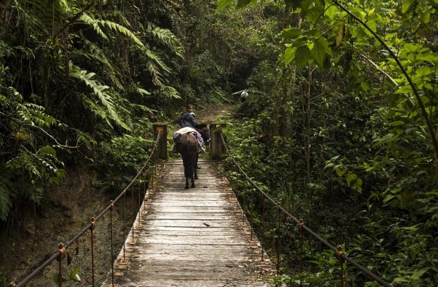 GOCTA WATERFALL FULL DAY TOUR
