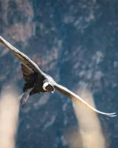 COLCA CANYON TREK 2 DAYS FROM AREQUIPA: Hike Into One of the World’s Deepest Canyons