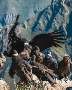 COLCA CANYON TREK 2 DAYS FROM AREQUIPA: Hike Into One of the World’s Deepest Canyons