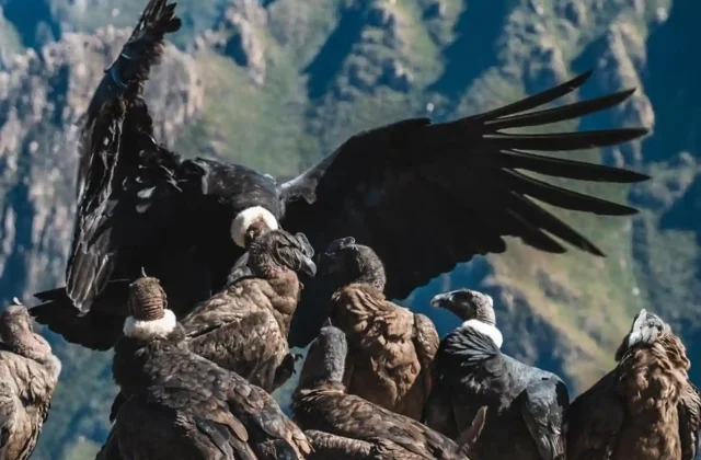 condors
