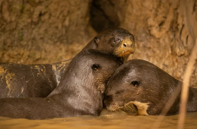giant-river-otter-feeding-nature-habitat-wild-brasil-brasilian-wildlife-rich-pantanal-watter-animal-very-inteligent-creature-fishing-fish (5)
