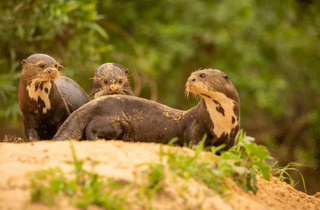 giant-river-otter-feeding-nature-habitat-wild-brasil-brasilian-wildlife-rich-pantanal-watter-animal-very-inteligent-creature-fishing-fish
