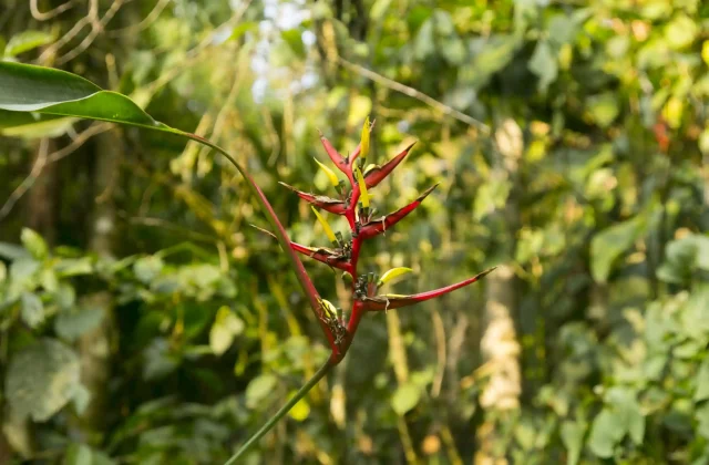heliconias-peruvian-jungle-they-are-perennial-herbaceous-plants-tropical-origin-that-ne (1)