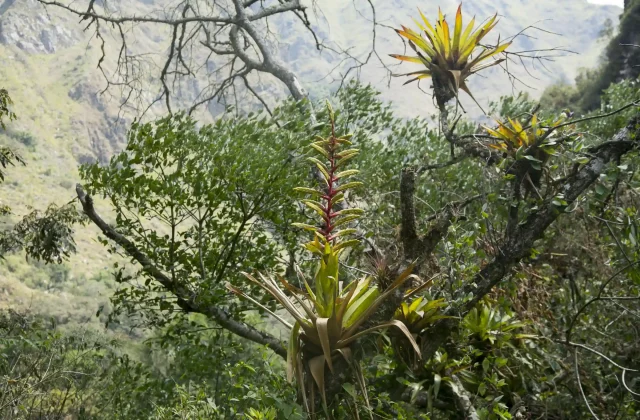 heliconias-peruvian-jungle-they-are-perennial-herbaceous-plants-tropical-origin-that-ne (2)