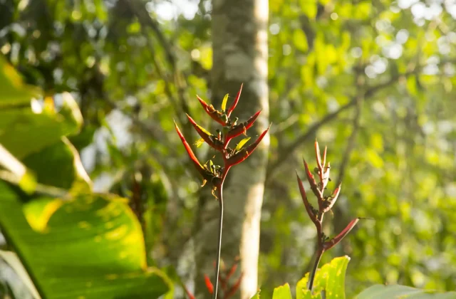 heliconias-peruvian-jungle-they-are-perennial-herbaceous-plants-tropical-origin-that-ne (3)