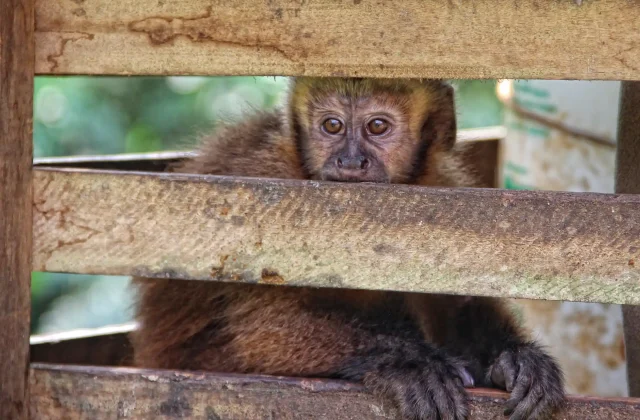 monkey-cage-jungle-puerto-maldonado-peru