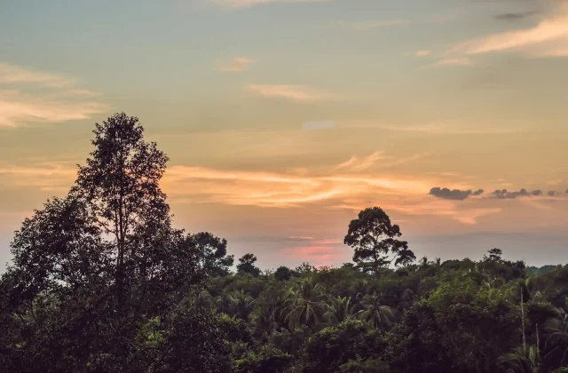 red-sunset-rain-forest-evening
