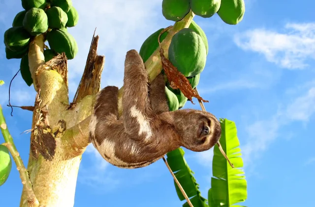sloth-amazon-river-peru-south-america