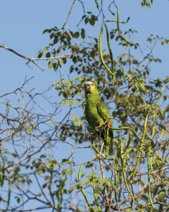TAMBOPATA NATIONAL RESERVE 3 DAYS TOUR: Sandoval Lake, the Chuncho Clay Lick and Time to Enjoy Both