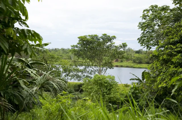 views-from-cuipari-lake-peruvian-jungle