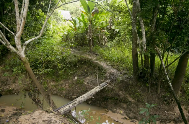 wood-bridge-jungle-peru